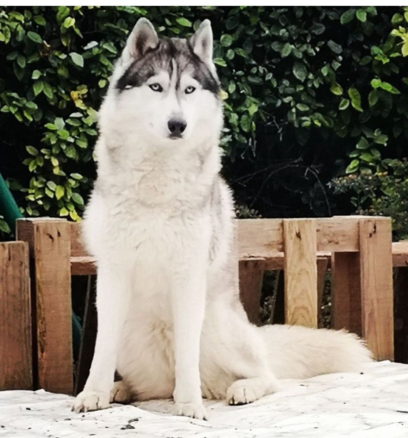 Nova des petits loups bagnolais